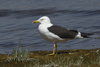 1cy fuscus in August, ringed in Finland. (81365 bytes)
